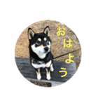 柴犬うめちゃん スタンプ（個別スタンプ：1）