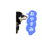 柴犬うめちゃん スタンプ（個別スタンプ：2）