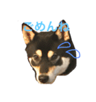 柴犬うめちゃん スタンプ（個別スタンプ：4）