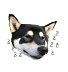 柴犬うめちゃん スタンプ（個別スタンプ：5）