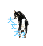 柴犬うめちゃん スタンプ（個別スタンプ：6）
