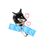 柴犬うめちゃん スタンプ（個別スタンプ：7）