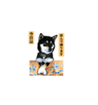 柴犬うめちゃん スタンプ（個別スタンプ：10）