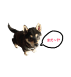 柴犬うめちゃん スタンプ（個別スタンプ：11）