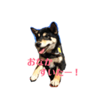 柴犬うめちゃん スタンプ（個別スタンプ：15）