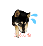 柴犬うめちゃん スタンプ（個別スタンプ：16）