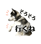 ハスキーのルイ と ぽんちゃん 第2弾（個別スタンプ：2）