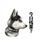 ハスキーのルイ と ぽんちゃん 第2弾（個別スタンプ：4）