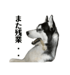 ハスキーのルイ と ぽんちゃん 第2弾（個別スタンプ：5）