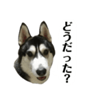 ハスキーのルイ と ぽんちゃん 第2弾（個別スタンプ：10）