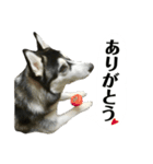 ハスキーのルイ と ぽんちゃん 第2弾（個別スタンプ：18）