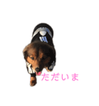 愛犬 リリー（個別スタンプ：1）