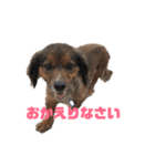 愛犬 リリー（個別スタンプ：2）
