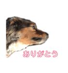 愛犬 リリー（個別スタンプ：5）