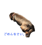 愛犬 リリー（個別スタンプ：7）