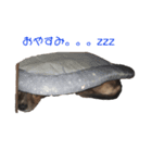 愛犬 リリー（個別スタンプ：8）