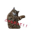 猫と今日も行く（個別スタンプ：1）