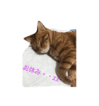 猫と今日も行く（個別スタンプ：3）