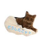 猫と今日も行く（個別スタンプ：5）