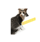 猫と今日も行く（個別スタンプ：7）