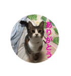 猫と今日も行く（個別スタンプ：9）