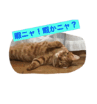 猫と今日も行く（個別スタンプ：10）