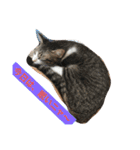 猫と今日も行く（個別スタンプ：11）