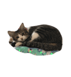 猫と今日も行く（個別スタンプ：12）