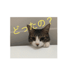 猫と今日も行く（個別スタンプ：14）