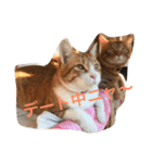 猫と今日も行く（個別スタンプ：15）