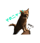 猫と今日も行く（個別スタンプ：17）
