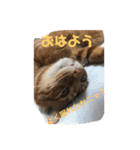 猫と今日も行く（個別スタンプ：19）