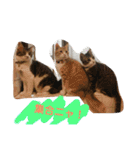 猫と今日も行く（個別スタンプ：20）