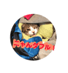 猫と今日も行く（個別スタンプ：21）