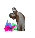 猫と今日も行く（個別スタンプ：22）