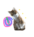 猫と今日も行く（個別スタンプ：23）