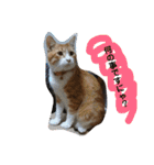 猫と今日も行く（個別スタンプ：25）