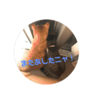 猫と今日も行く（個別スタンプ：26）