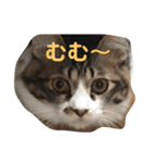 猫と今日も行く（個別スタンプ：27）