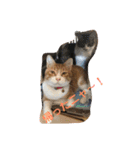猫と今日も行く（個別スタンプ：28）