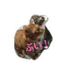 猫と今日も行く（個別スタンプ：29）