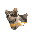 猫と今日も行く（個別スタンプ：31）