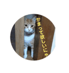 猫と今日も行く（個別スタンプ：33）