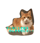 猫と今日も行く（個別スタンプ：34）