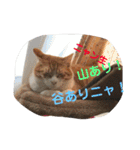 猫と今日も行く（個別スタンプ：35）