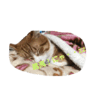 猫と今日も行く（個別スタンプ：36）