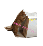 猫と今日も行く（個別スタンプ：37）
