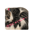猫と今日も行く（個別スタンプ：38）