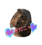 猫と今日も行く（個別スタンプ：40）