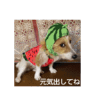 ぶいぶいジャック♪（個別スタンプ：25）